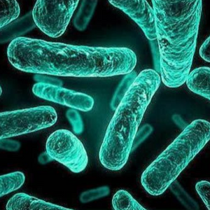 Lactobacillus Acidophilus LA85